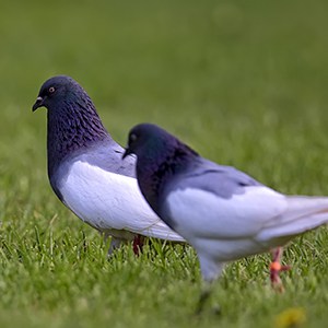 two pigeons walking in green grass
